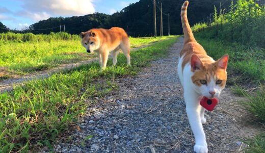 真夏の田舎道、老犬と猫が仲良く散歩