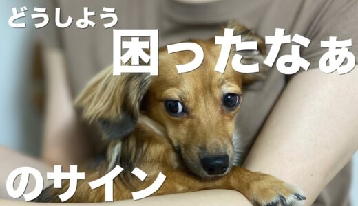 犬が困り果てた時にする行動【犬 行動 意味 困った 犬との生活】