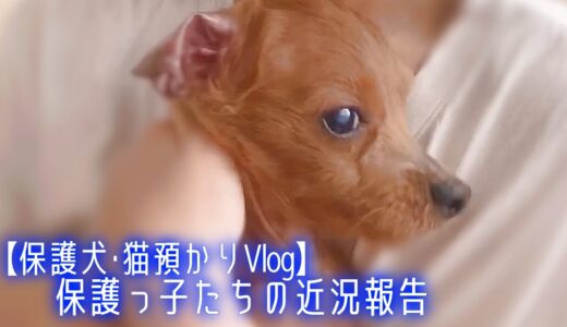 【保護犬&猫預かりvlog】保護っ子たちの近況報告