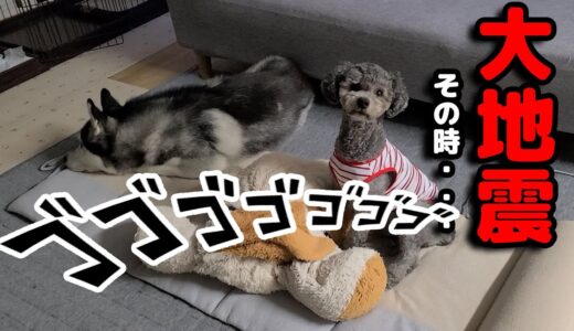 爆睡中に地震がきた時の犬達の反応が・・・ハスキー犬と保護犬トイプードル