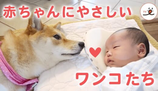 ［かわいい犬］赤ちゃんにやさしく接するワンコたち【PECO】