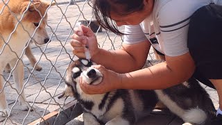 恐怖！狗狗的眼睛里出现了白色虫子！Horrible ! Found white worms in dogs eyes !