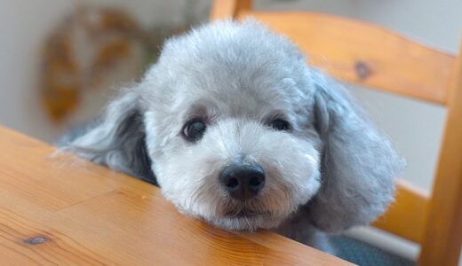 ご飯が出てくるのを待ちくたびれちゃった犬が可愛いのです。