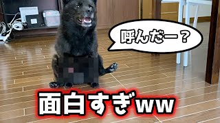 甲斐犬一休の登場が面白くて吹き出しました。猫のしずくは興味津々