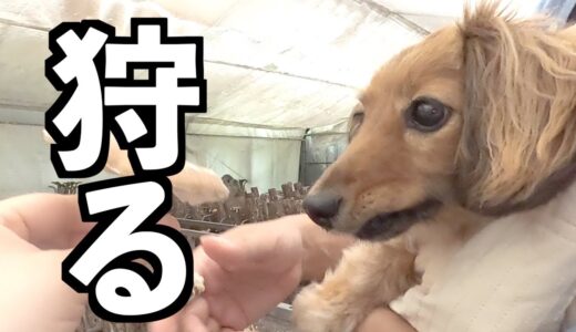 【元保護犬】長雨 そして狩りに行く！！【カニンヘンダックスえびすの日常】