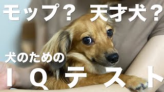 犬の賢さがわかるIQテスト【犬 賢い IQ 犬との生活 行動 意味 】