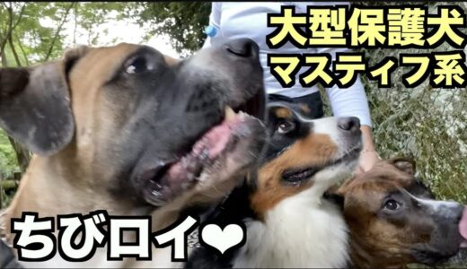 大型マスティフ系保護犬・久しぶりのロイ【127 128日目】