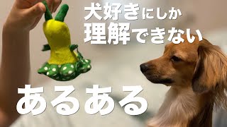 犬好きにしか理解できないあるある【犬好き 犬好きあるある 犬好きな人 犬　　行動】