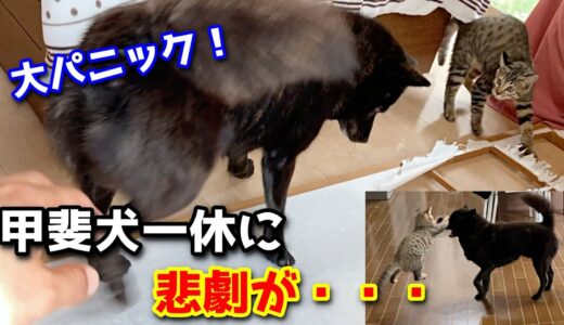 障子を交換したら大変なことになった【甲斐犬一休と猫のしずく】