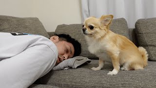 チワワ犬がなかなか起きない飼い主に呆れて唖然とする姿がこちらですwww