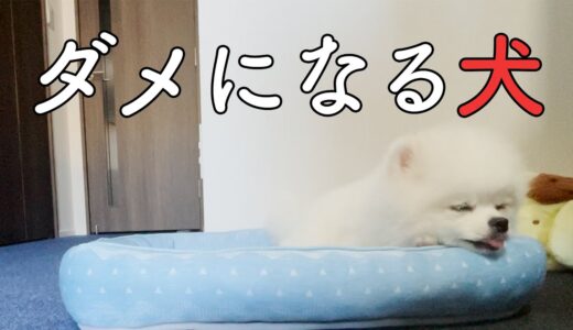 犬をダメにすると噂のニトリNクールベッドで本当にダメになったポメラニアン