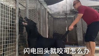 加纳利犬闪电本能回头咬主人，这可怎么改正啊？大家认为咋办才行