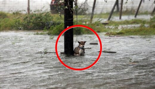 洪水の中、電柱につながれて置き去りにされた犬。救助すると、仲間のところに案内してくれました【感動 動物】