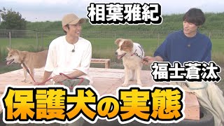 【相葉雅紀＆福士蒼汰】保護犬のリアルな実態〜一軒家に100匹…多頭飼育崩壊〜