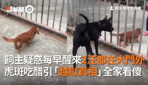 每早醒來2犬都在大門外？ 虎斑吃醋越獄全家看傻｜寵物｜狗｜犯罪逃家