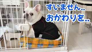 ご飯よこせアピールする犬が笑えるｗｗ【フレンチブルドッグ frenchbulldog】