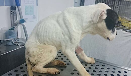 餓死寸前まで痩せ細っていた捨て犬。体に埋め込まれたマイクロチップから分かった衝撃の事実に心が痛む【動物 感動】