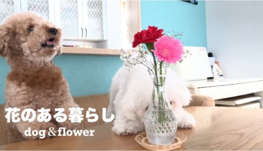 家に届いた花に鼻押しをする犬が可愛すぎた【花のある生活】トイプードル/マルプー