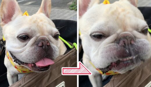 暑いの苦手な犬にコンビニのオヤツ買ってあげたらｗ🐾French bulldog