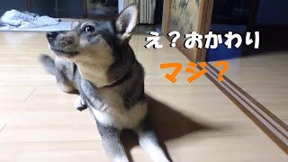 ご飯おかわりする？と聞くと戸惑いを隠せない犬