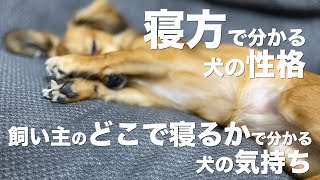 寝方で分かる犬の性格と飼い主のどこで寝るかで分かる犬の気持ち【犬 しぐさ 気持ち 行動 意味】