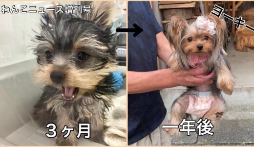 【ヨークシャーテリアが子犬から成犬になるまで月別の成長記録♪】あまりコートの色に変化がないタイプ。いつまでも赤ちゃんの顔