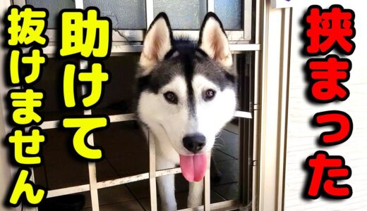 自分の頭がでかいことを忘れていたハスキー犬　助けてください。