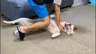 姉と弟が遊びに来て狂喜乱舞する犬たち。男同士の闘いがここにある