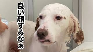 中大型犬4頭一気にお風呂入れたら流石にしんどかった