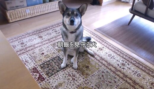 毎朝 飼い主の朝ご飯を見守る犬