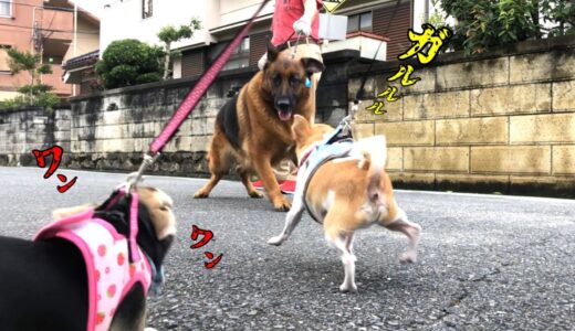 落下事故後1週間が経ちお散歩へ...犬が苦手で怖がりのチワワが日本に来て性格が激変してしまいました