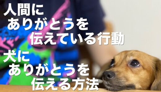 犬がありがとうを伝えている行動と犬にありがとうを伝える方法【犬 行動 意味 感謝 ありがとう】