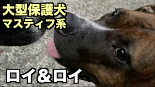 大型マスティフ系保護犬・ロイ＆ロイ【141 143日目】