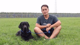 咬人恶犬本质并不坏，只是童年没有正确的教导Dog with biting behavior is NOT naturally bad but no correctly puppy training