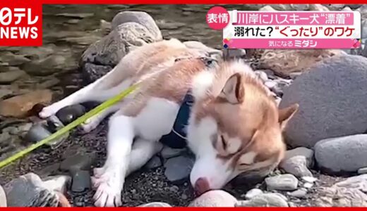 【話題】川に“漂着”したハスキー犬？