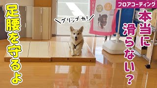 【愛犬と暮らす床】気になるフロアコーティングを体験してきました！