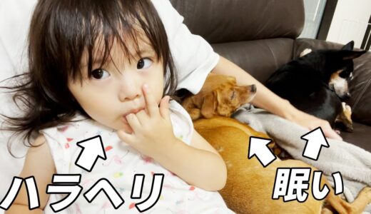 眠くなった犬猫と腹が減った2歳娘