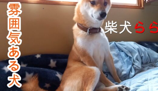 雰囲気ある犬