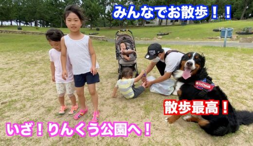 【犬とお出かけ】みんな仲良くりんくう公園へお散歩へ出かける　バーニーズマウンテンドッグ　 bernese mountain dog