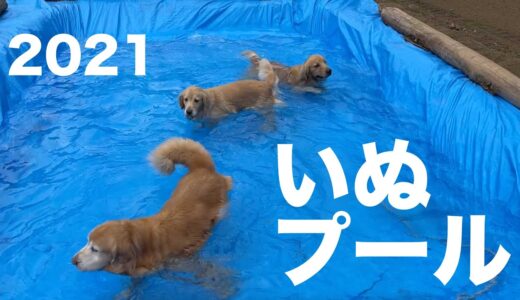 犬をプールに入れる屋さん2021（ノーカット