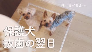 歯を全部無くしても食欲は無くさない保護犬にホッとする。【Day34】