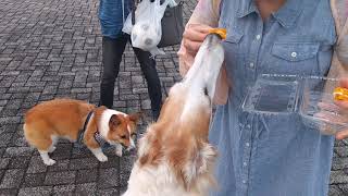 楽しい公園、犬用クッキーもらった