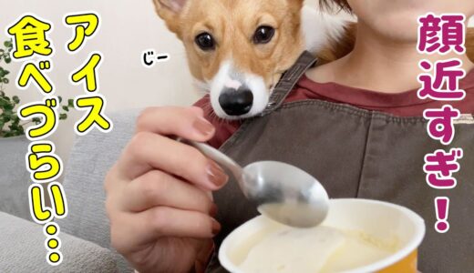 【近すぎる犬】とっても食べづらい飼い主...！