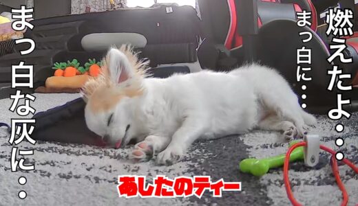 【おもしろ犬】留守中のイタズラで燃え尽きてしまったチワワｗｗ