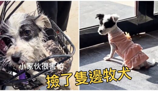 撿了隻邊牧犬3 太可愛了 然後... 🐶關愛流浪狗