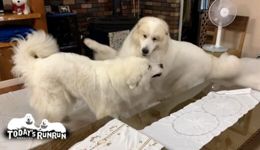 超大型犬の自覚ゼロ…家の中で大暴れするルンルンとアランです　Great Pyrenees　グレートピレニーズ