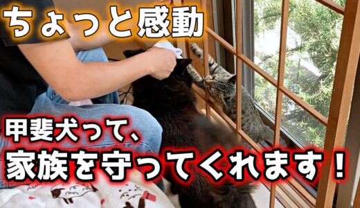 家族を守る甲斐犬にホッコリしました【甲斐犬一休と猫のしずく】