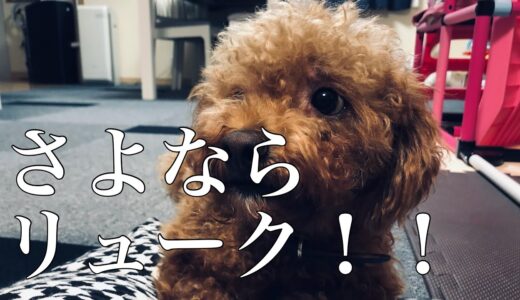 【保護犬】もふもふリューク最後の日。引き取り/トイプードル/トリミング/飼う