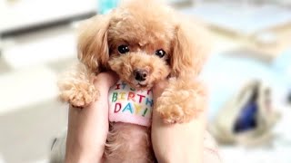 3歳の誕生日プレゼントにワンワンする犬【トイプードルのコロン】