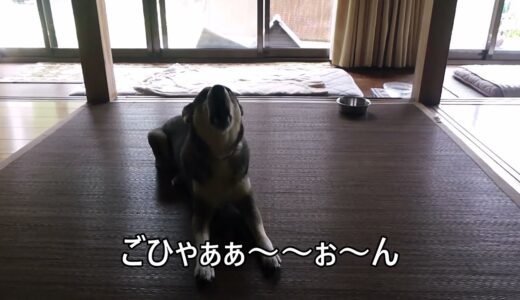 犬語をしゃべる犬が「ごはん」と言えるのか？第一弾